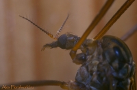 Makro_5_2010_57.jpg