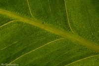 Имя файла=Maranta1.jpg
Размер файла=304КБ
Размеры=900x607
Дата=Фев 14, 2008 Maranta1.jpg
