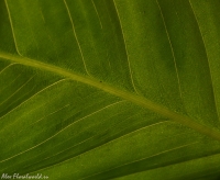 Имя файла=Maranta2.jpg
Размер файла=199КБ
Размеры=725x598
Дата=Фев 14, 2008 Maranta2.jpg