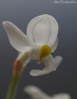 Orchid_2010_2.jpg