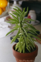 Имя файла=Peperomia_fer_1.jpg
Размер файла=172КБ
Размеры=665x1000
Дата=Май 23, 2010 Peperomia_fer_1.jpg