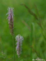 Имя файла=Plantago_media.jpg
Размер файла=129КБ
Размеры=690x900
Дата=Июль 07, 2008 Plantago_media.jpg