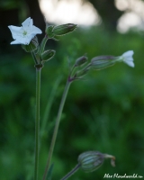 Silene_alba58.jpg