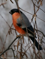Snegir_2_2010.jpg