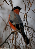 Snegir_3_2010.jpg