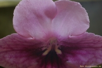 Strptocarpus_957.jpg