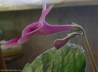 Strptocarpus_959.jpg