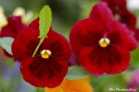 Имя файла=Viola_16.jpg
Размер файла=138КБ
Размеры=1000x665
Дата=Сент 18, 2008 Viola_16.jpg