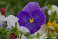 Имя файла=Viola_17.jpg
Размер файла=144КБ
Размеры=1000x665
Дата=Сент 18, 2008 Viola_17.jpg