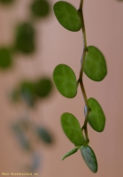 Имя файла=peperomia-_15.jpg
Размер файла=93КБ
Размеры=696x1000
Дата=Фев 05, 2009 peperomia-_15.jpg