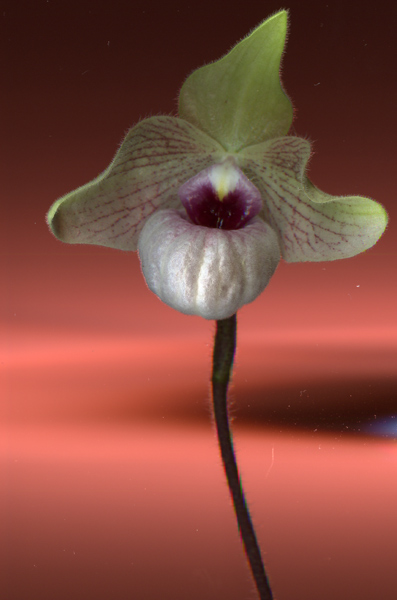 Paphiopedilum delenatii x malipoense
