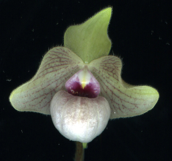 Paphiopedilum delenatii x malipoense
