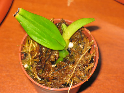 Trichopilia suavis
