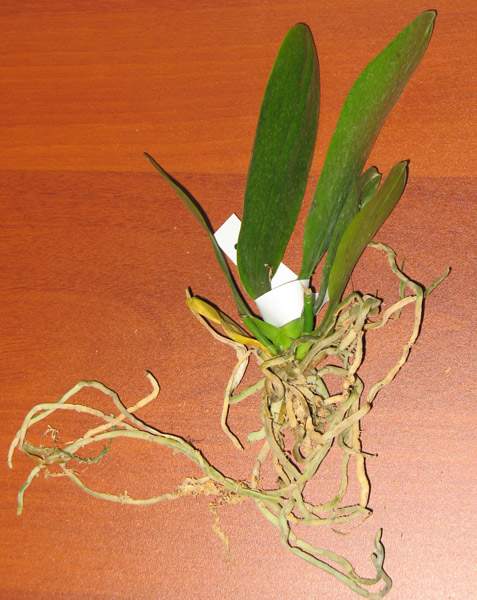   P. Sogo Grape ‘YN’ AM/AOS 
