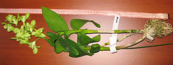 Den. Burana Green (M)
