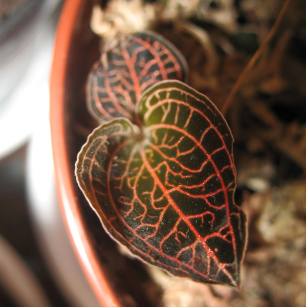 Anoectochilus albolineatus 
