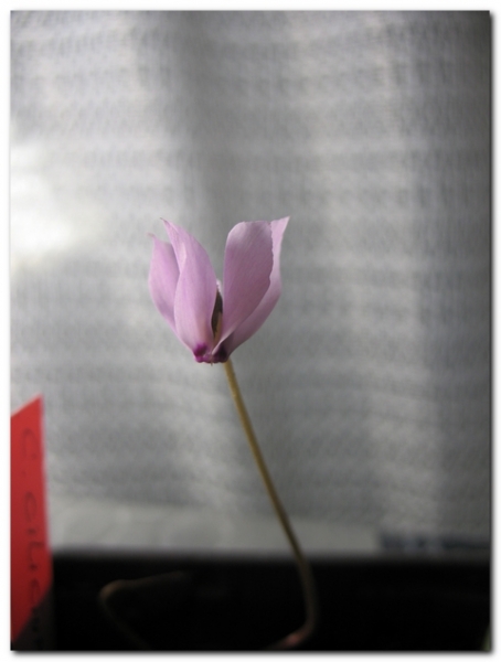 C. cilicium
