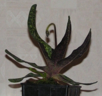 121.jpg