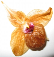 172.jpg