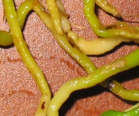 577.jpg