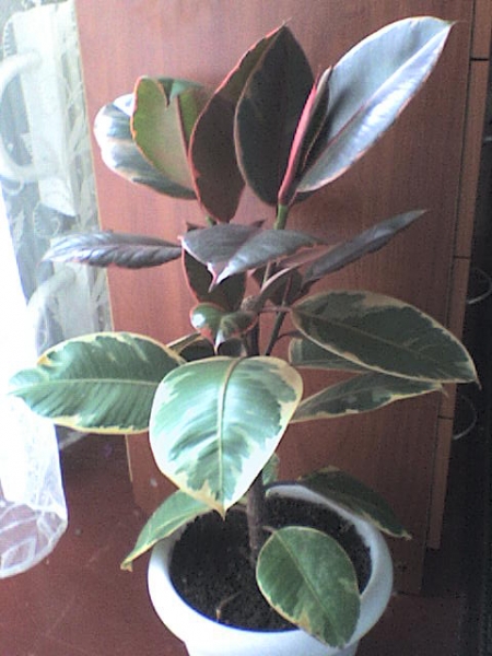 DSC00336.JPG