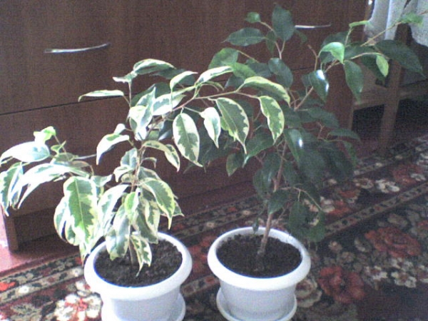 DSC00345.JPG