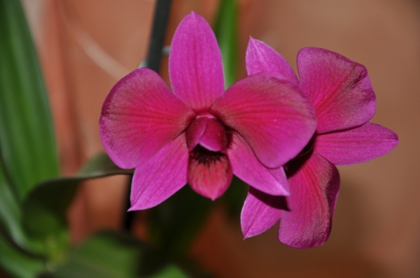 Dendrobium2
