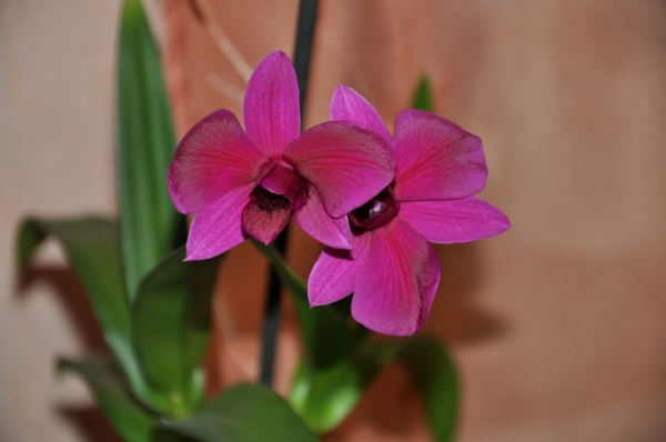 Dendrobium

