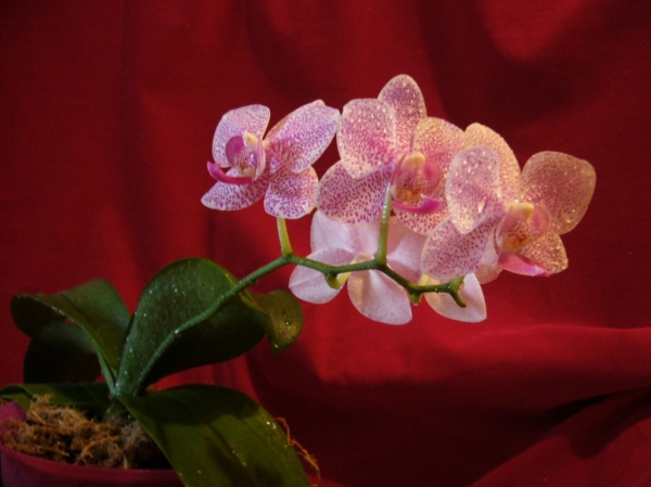 Phalaenopsis1
