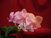 Phalenopsis.jpg