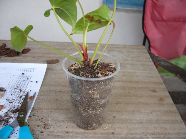 Anthurium_cherenok_posadka.JPG