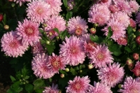 Chrysanthemum-1.jpg