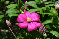 Clematis-3.JPG