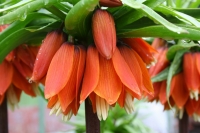 Fritillaria.JPG