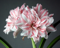 Hippeastrum-1.jpg