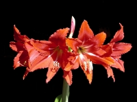 Hippeastrum-2.jpg