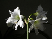 Hippeastrum-3.jpg