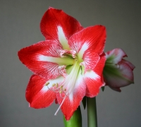 Hippeastrum-4.jpg