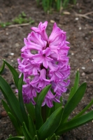 Hyacinthus-1.jpg