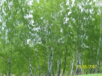 berezki_19_05_07_083.jpg