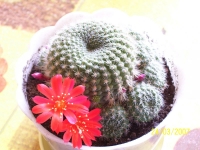 cactus_16_04_07_040.jpg