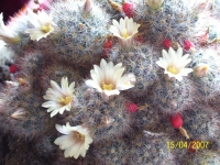cactus_16_04_07_099.jpg