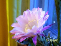cvetok_iyun_2007_002.jpg