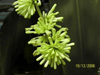 dracaena_013.jpg