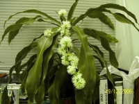 dracaena_014.jpg