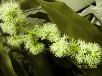 dracaena_015.jpg