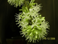 dracaena_016.jpg