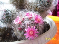 mammilyaria_16_04_07_097.jpg