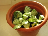 Fittonia_475.jpg