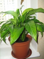 Spathiphyllum_184.jpg